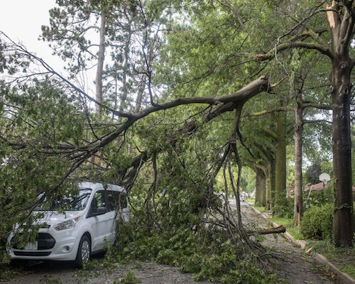 Storm Tree Damage in Cincinnati