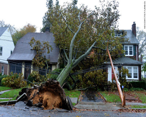 Uprooted tree in Cincinnati OH