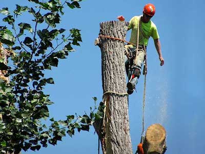 Cincinnati Tree Service Tree Removal