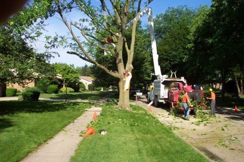 Tree Storm Damage in Cincinnati OH