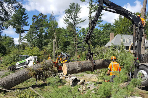 Tree Removal Service in Cincinnati