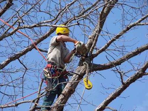 Tree Trimming Cincinnati