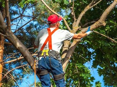 Tree Trimming with Cincinnati Tree Service