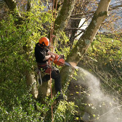Tree Removal Service in Cincinnati OH